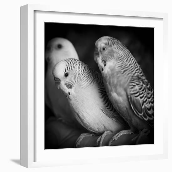 Portrait of Budgie Birds-Panoramic Images-Framed Photographic Print