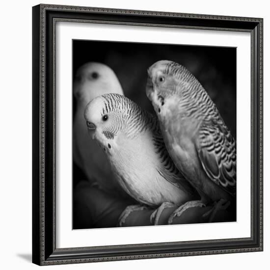 Portrait of Budgie Birds-Panoramic Images-Framed Photographic Print