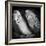 Portrait of Budgie Birds-Panoramic Images-Framed Photographic Print