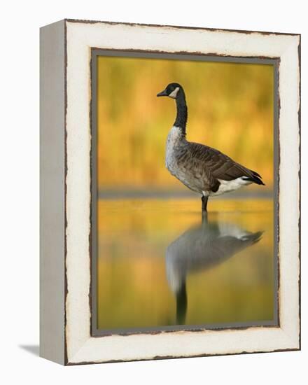 Portrait of Canada Goose Standing in Water, Queens, New York City, New York, USA-Arthur Morris-Framed Premier Image Canvas