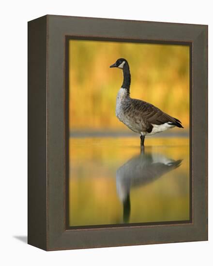 Portrait of Canada Goose Standing in Water, Queens, New York City, New York, USA-Arthur Morris-Framed Premier Image Canvas