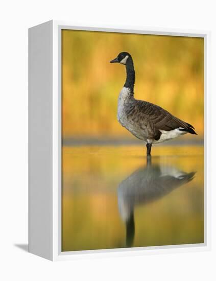 Portrait of Canada Goose Standing in Water, Queens, New York City, New York, USA-Arthur Morris-Framed Premier Image Canvas