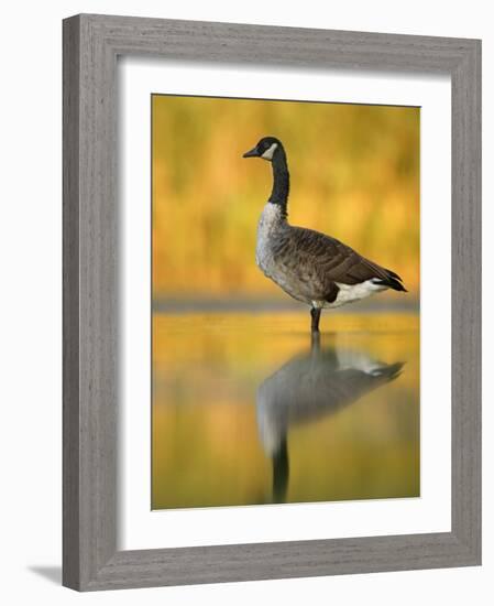 Portrait of Canada Goose Standing in Water, Queens, New York City, New York, USA-Arthur Morris-Framed Photographic Print