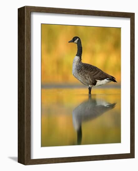 Portrait of Canada Goose Standing in Water, Queens, New York City, New York, USA-Arthur Morris-Framed Photographic Print