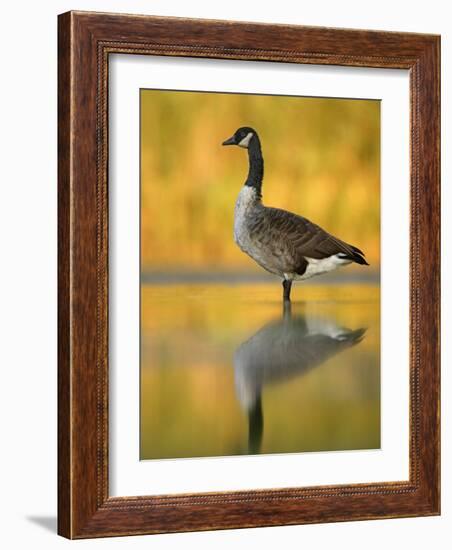 Portrait of Canada Goose Standing in Water, Queens, New York City, New York, USA-Arthur Morris-Framed Photographic Print