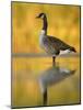 Portrait of Canada Goose Standing in Water, Queens, New York City, New York, USA-Arthur Morris-Mounted Photographic Print