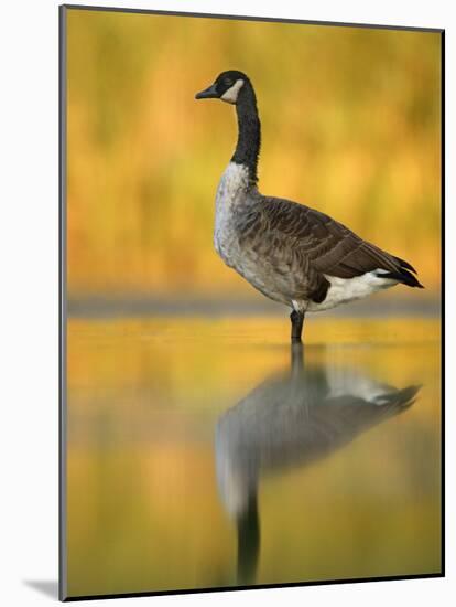 Portrait of Canada Goose Standing in Water, Queens, New York City, New York, USA-Arthur Morris-Mounted Photographic Print