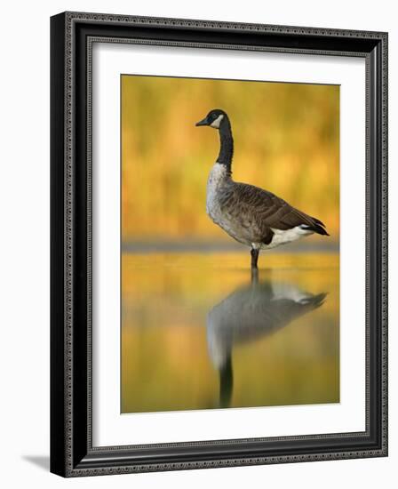 Portrait of Canada Goose Standing in Water, Queens, New York City, New York, USA-Arthur Morris-Framed Photographic Print