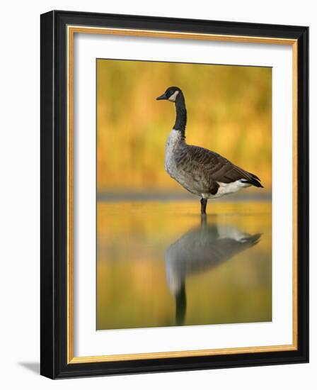 Portrait of Canada Goose Standing in Water, Queens, New York City, New York, USA-Arthur Morris-Framed Photographic Print