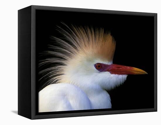 Portrait of Cattle Egret in Breeding Plumage, St. Augustine Alligator Farm, St. Augustine, Florida-Arthur Morris-Framed Premier Image Canvas