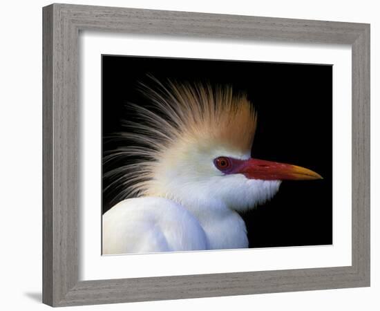 Portrait of Cattle Egret in Breeding Plumage, St. Augustine Alligator Farm, St. Augustine, Florida-Arthur Morris-Framed Photographic Print