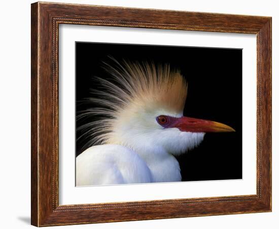 Portrait of Cattle Egret in Breeding Plumage, St. Augustine Alligator Farm, St. Augustine, Florida-Arthur Morris-Framed Photographic Print