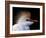 Portrait of Cattle Egret in Breeding Plumage, St. Augustine Alligator Farm, St. Augustine, Florida-Arthur Morris-Framed Photographic Print