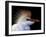 Portrait of Cattle Egret in Breeding Plumage, St. Augustine Alligator Farm, St. Augustine, Florida-Arthur Morris-Framed Photographic Print