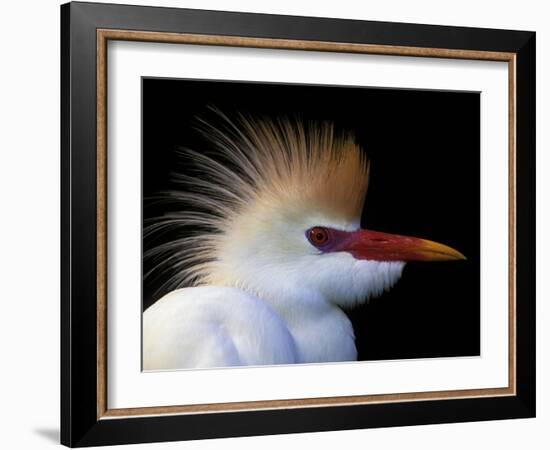 Portrait of Cattle Egret in Breeding Plumage, St. Augustine Alligator Farm, St. Augustine, Florida-Arthur Morris-Framed Photographic Print