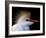 Portrait of Cattle Egret in Breeding Plumage, St. Augustine Alligator Farm, St. Augustine, Florida-Arthur Morris-Framed Photographic Print