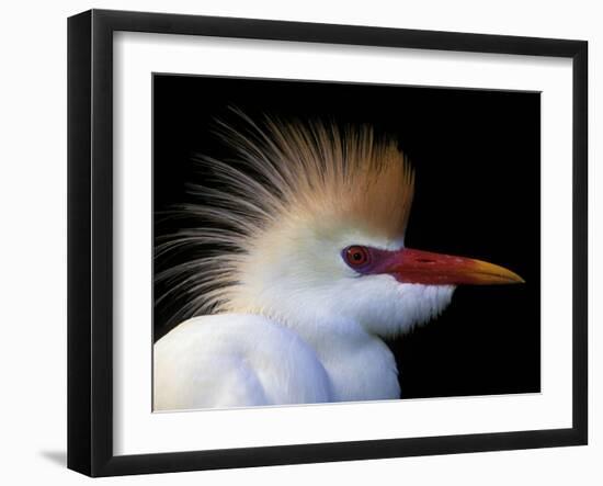 Portrait of Cattle Egret in Breeding Plumage, St. Augustine Alligator Farm, St. Augustine, Florida-Arthur Morris-Framed Photographic Print