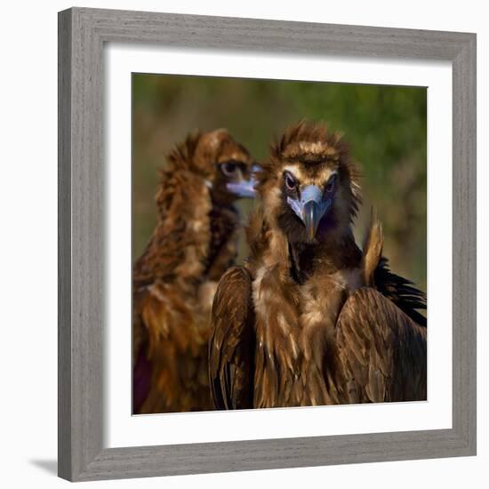 Portrait of Cinereous vulture, Spain-Loic Poidevin-Framed Photographic Print