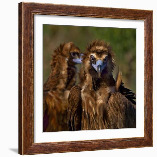 Portrait of Cinereous vulture, Spain-Loic Poidevin-Framed Photographic Print