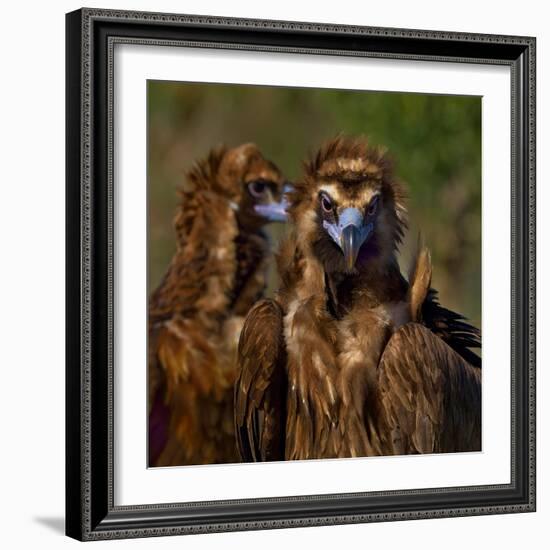 Portrait of Cinereous vulture, Spain-Loic Poidevin-Framed Photographic Print