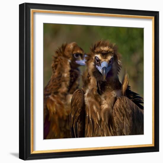 Portrait of Cinereous vulture, Spain-Loic Poidevin-Framed Photographic Print