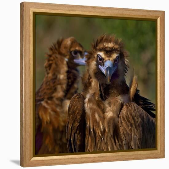 Portrait of Cinereous vulture, Spain-Loic Poidevin-Framed Premier Image Canvas