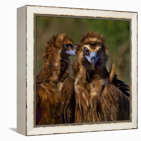 Portrait of Cinereous vulture, Spain-Loic Poidevin-Framed Premier Image Canvas