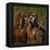 Portrait of Cinereous vulture, Spain-Loic Poidevin-Framed Premier Image Canvas