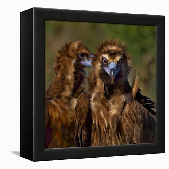 Portrait of Cinereous vulture, Spain-Loic Poidevin-Framed Premier Image Canvas