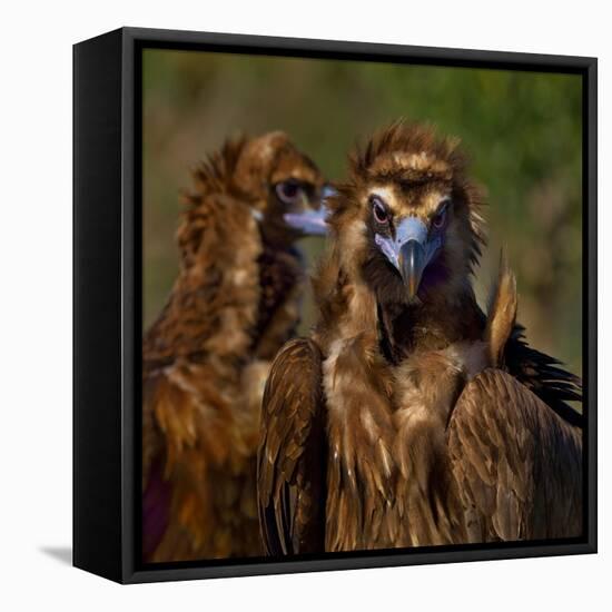 Portrait of Cinereous vulture, Spain-Loic Poidevin-Framed Premier Image Canvas