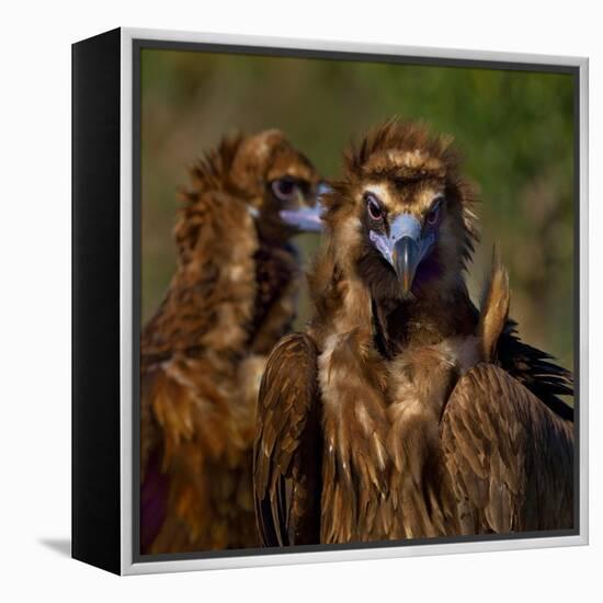 Portrait of Cinereous vulture, Spain-Loic Poidevin-Framed Premier Image Canvas