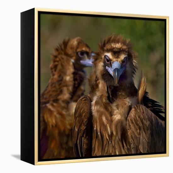 Portrait of Cinereous vulture, Spain-Loic Poidevin-Framed Premier Image Canvas