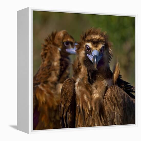 Portrait of Cinereous vulture, Spain-Loic Poidevin-Framed Premier Image Canvas