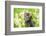 Portrait of Cute Little Kitten Outdoors in Flowers-vvvita-Framed Photographic Print