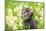 Portrait of Cute Little Kitten Outdoors in Flowers-vvvita-Mounted Photographic Print