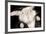 Portrait Of Cute Rabbit In Top Hat And Bow-Tie. Isolated On Dark Background-PH.OK-Framed Photographic Print