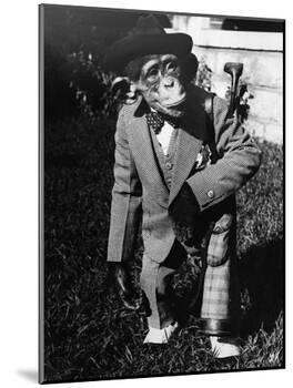 Portrait of Dressed- up Chimp-null-Mounted Photographic Print