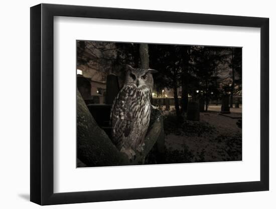 Portrait of Eagle Owl (Bubo Bubo) in Tree at Dusk. Freiburg Im Breisgau, Germany, January-Klaus Echle-Framed Photographic Print
