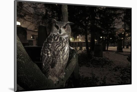 Portrait of Eagle Owl (Bubo Bubo) in Tree at Dusk. Freiburg Im Breisgau, Germany, January-Klaus Echle-Mounted Photographic Print