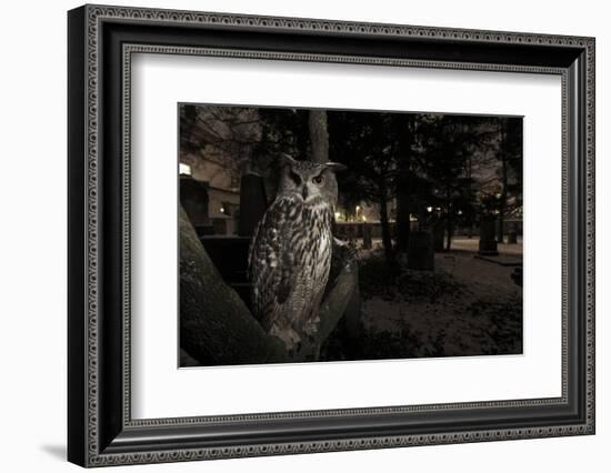 Portrait of Eagle Owl (Bubo Bubo) in Tree at Dusk. Freiburg Im Breisgau, Germany, January-Klaus Echle-Framed Photographic Print