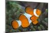 Portrait of False Clown Anemonefish (Amphiprion Ocellaris) Anilao, Batangas, Luzon, Philippines-Alex Mustard-Mounted Photographic Print