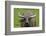 Portrait of Feral Water Buffalo, Hong Kong, China-Richard Wright-Framed Photographic Print