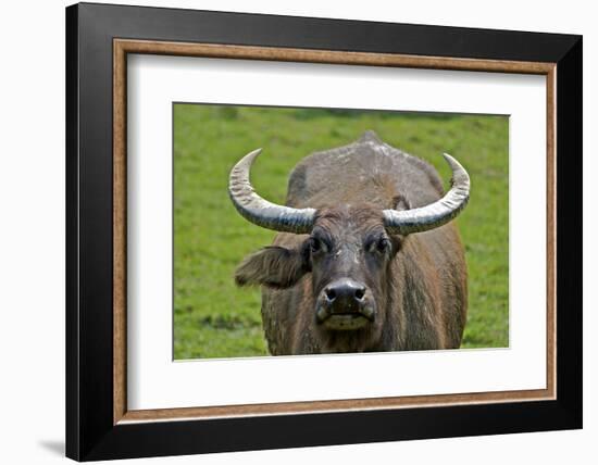 Portrait of Feral Water Buffalo, Hong Kong, China-Richard Wright-Framed Photographic Print