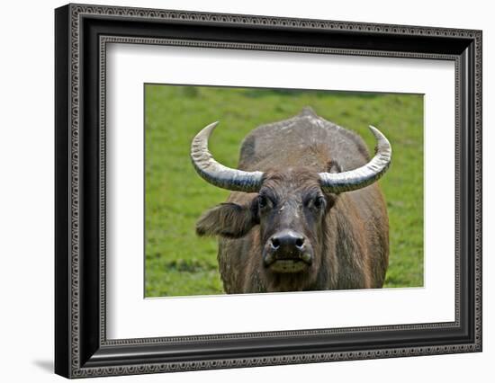 Portrait of Feral Water Buffalo, Hong Kong, China-Richard Wright-Framed Photographic Print