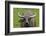 Portrait of Feral Water Buffalo, Hong Kong, China-Richard Wright-Framed Photographic Print