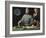 Portrait of Fra Luca Pacioli with a Pupil-Jacopo de'Barbari-Framed Art Print