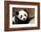 Portrait of Giant panda cub captive. Beauval Zoo, France-Eric Baccega-Framed Photographic Print