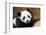 Portrait of Giant panda cub captive. Beauval Zoo, France-Eric Baccega-Framed Photographic Print