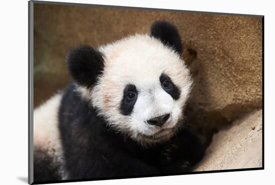 Portrait of Giant panda cub captive. Beauval Zoo, France-Eric Baccega-Mounted Photographic Print