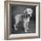 Portrait of Golden Retriever Puppy-Panoramic Images-Framed Photographic Print